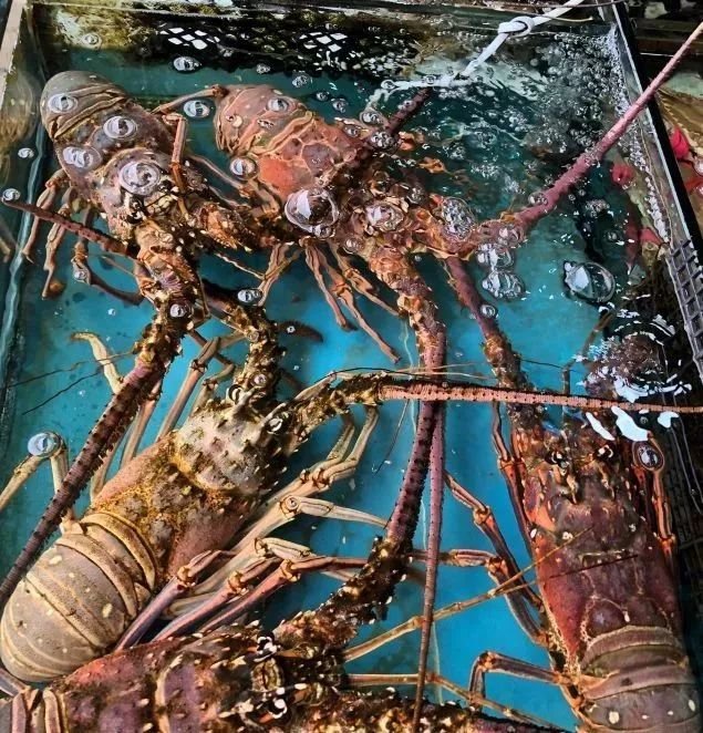 深圳批发年货零食市场,今年深圳的年货市场在哪里