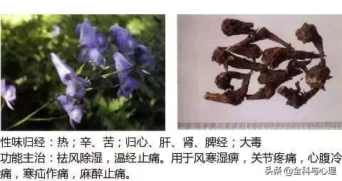 史上最全中草药图谱（附主治功效）（一）