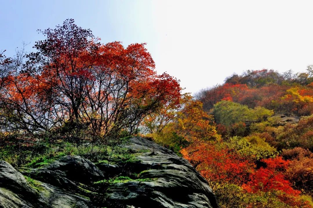 2021秦岭鸡窝子分水岭红叶,秦岭红叶最佳自驾线