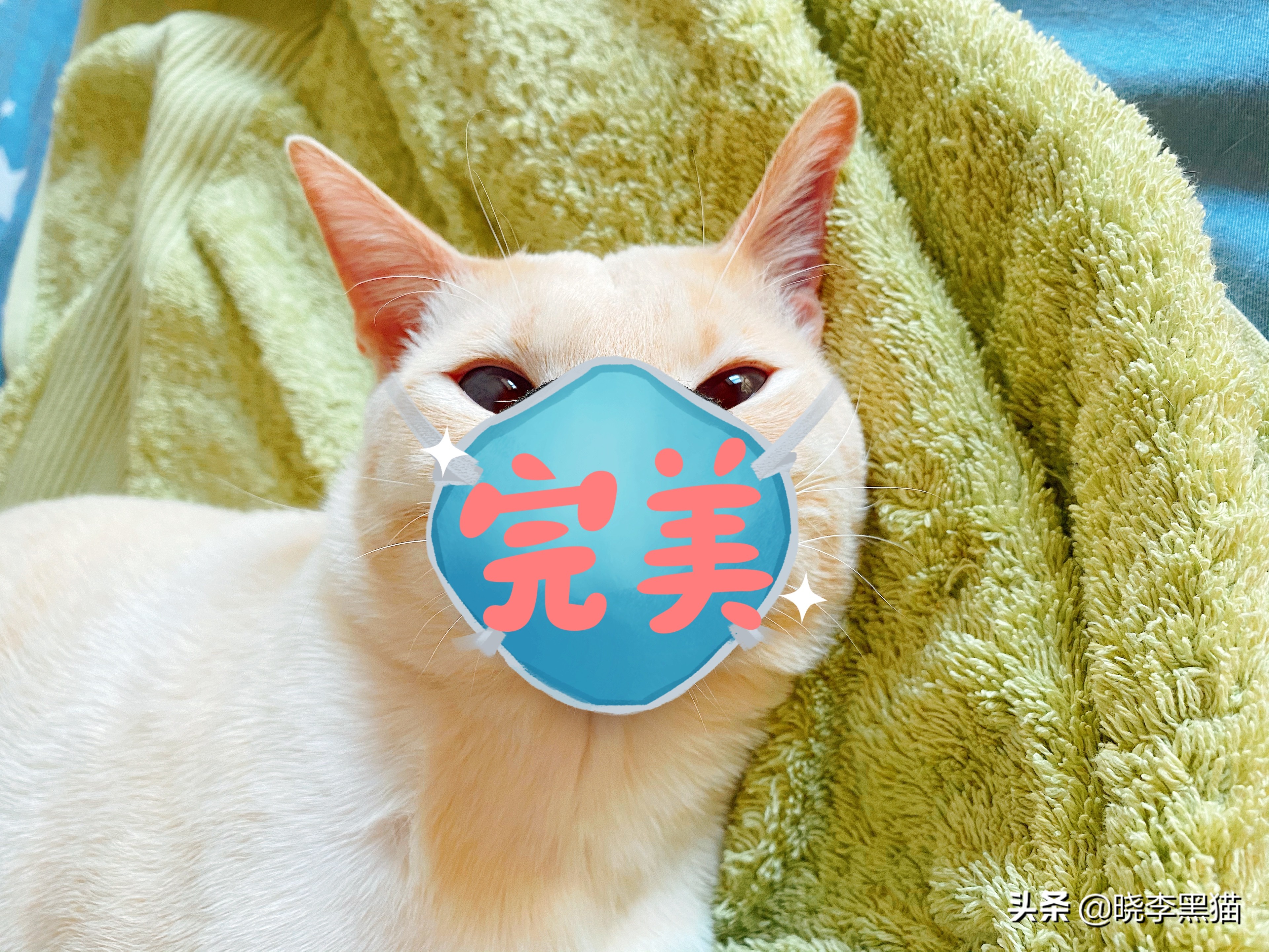 养猫家庭新冠对策全知道，别再听信谣言，也别再想当然了