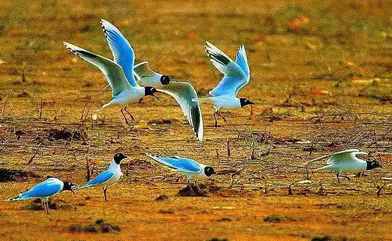 【读历史游盘锦】几许渔人飞短舟，尽载灯火归村路渤海金滩蛤蜊岗