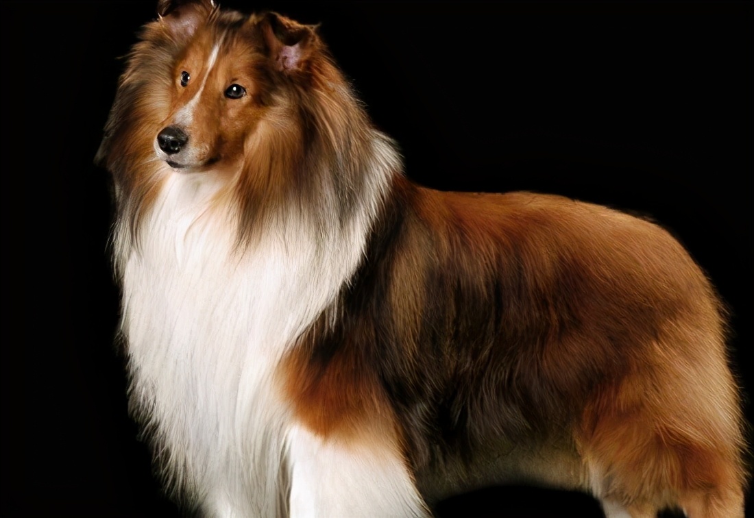 牧羊犬怎么区分赛系和锤系,fci的德国牧羊犬