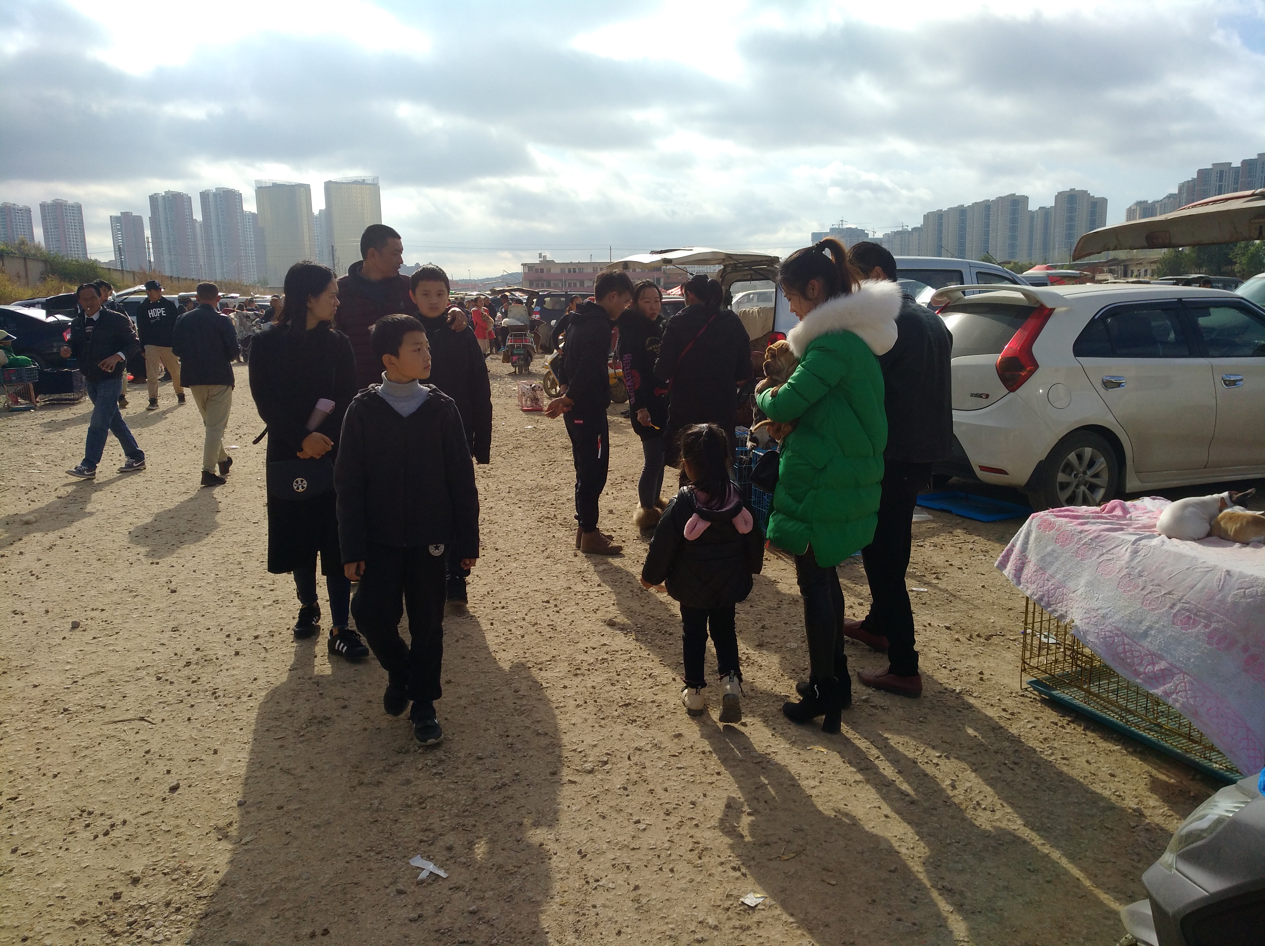 广东本土沙皮狗幼犬出售,沙皮狗幼犬出售同城