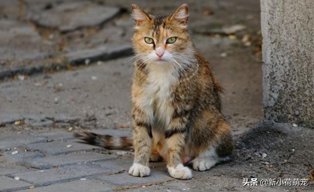 刚把猫带回家被母猫抱在怀里,刚把猫抱回家害怕躺在桌子底下