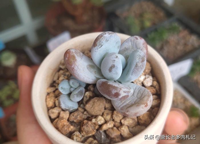 雪胖子多肉,多肉雪美人和橙雪球