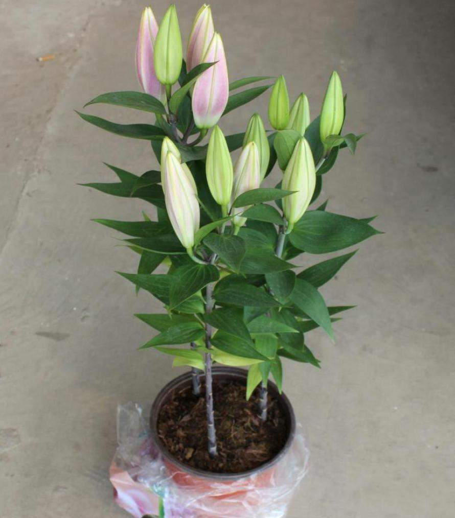 百合花怎么养才能使它开花不长高,百合花怎么养花期长得快