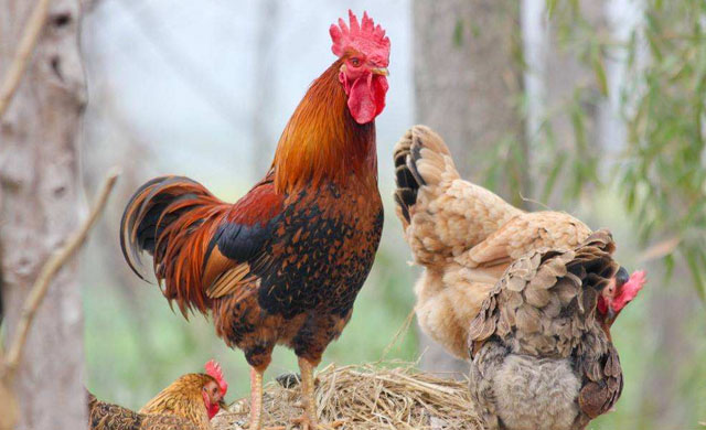 鸡痘预防在养鸡中的重要性,鸡痘的最好治疗方法不要钱