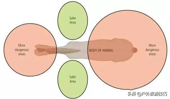 如何纠正马踢人,怎么防止马踢人