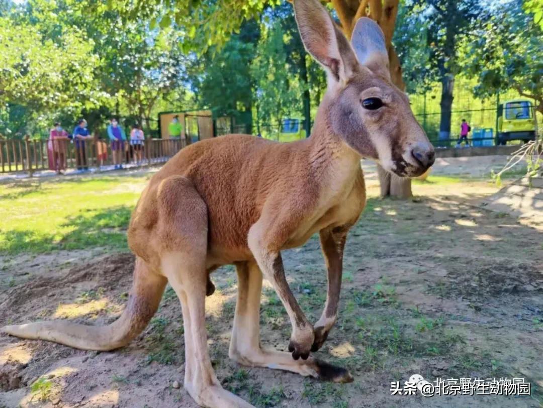 袋鼠摇手是什么原因,袋鼠摇手是动作吗
