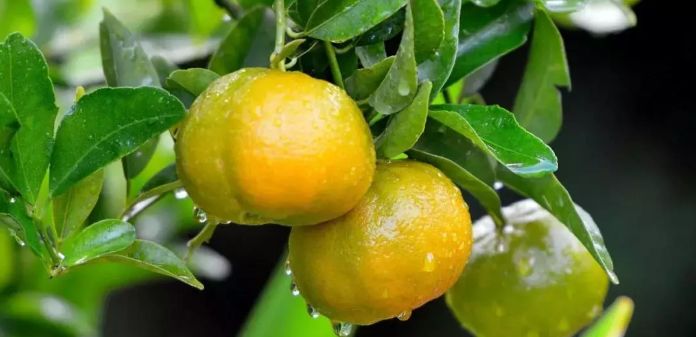 快来摘“喝”矿泉水长大的橘子石榴啦