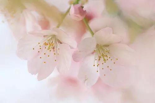 深夜人生感悟的句子说说心情图片,花开时与花落时的心情与人生感悟