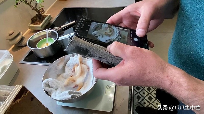 宠物松鼠当妈妈了，好心帮它清理小窝，它却把松鼠宝宝扔了？