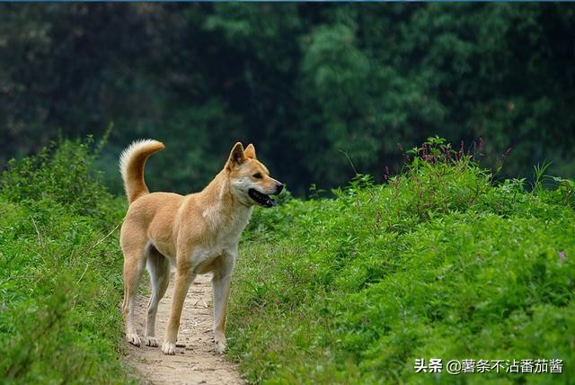 犬文化,犬类科普知识大全