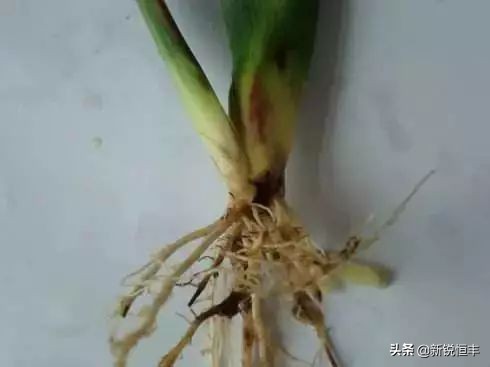 甜糯玉米各时期的病虫害,玉米苗期常见病虫害有哪些