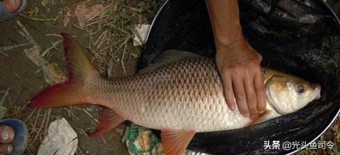 巨型鱼类印度,印度400斤巨大鱼