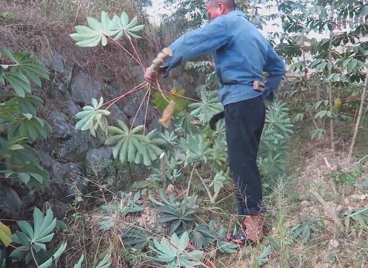客家木薯粉块怎么吃,广式木薯糖怎么做好吃