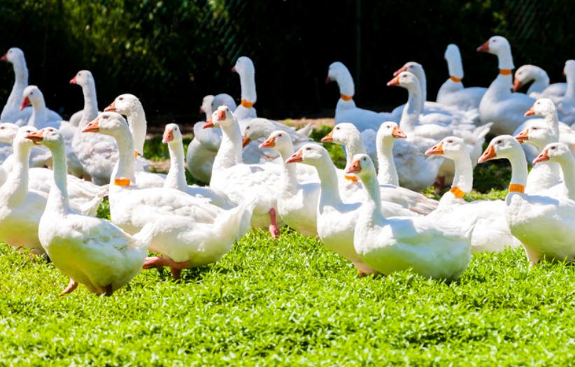 养鹅下蛋5000只利润和成本,养鹅1000只利润和成本广东