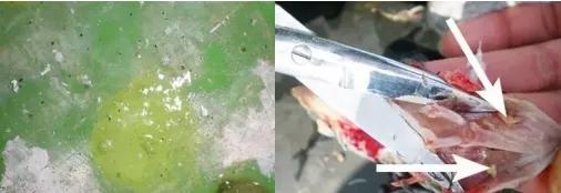 鸽子第一杀手—毛滴虫,在夏季如此猖獗,养鸽户们应该这样解决