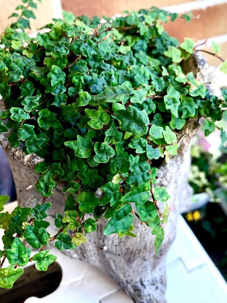 常见的榕属植物,美如画的树