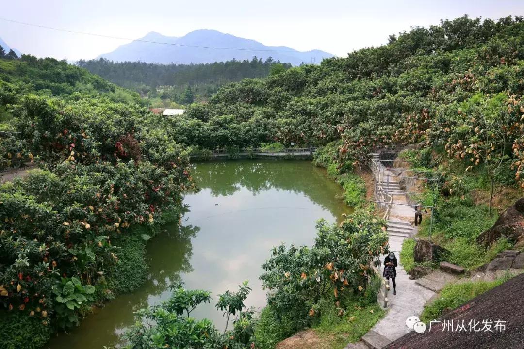 新鲜出炉！从化这两个地方入选“广东最美田园”！