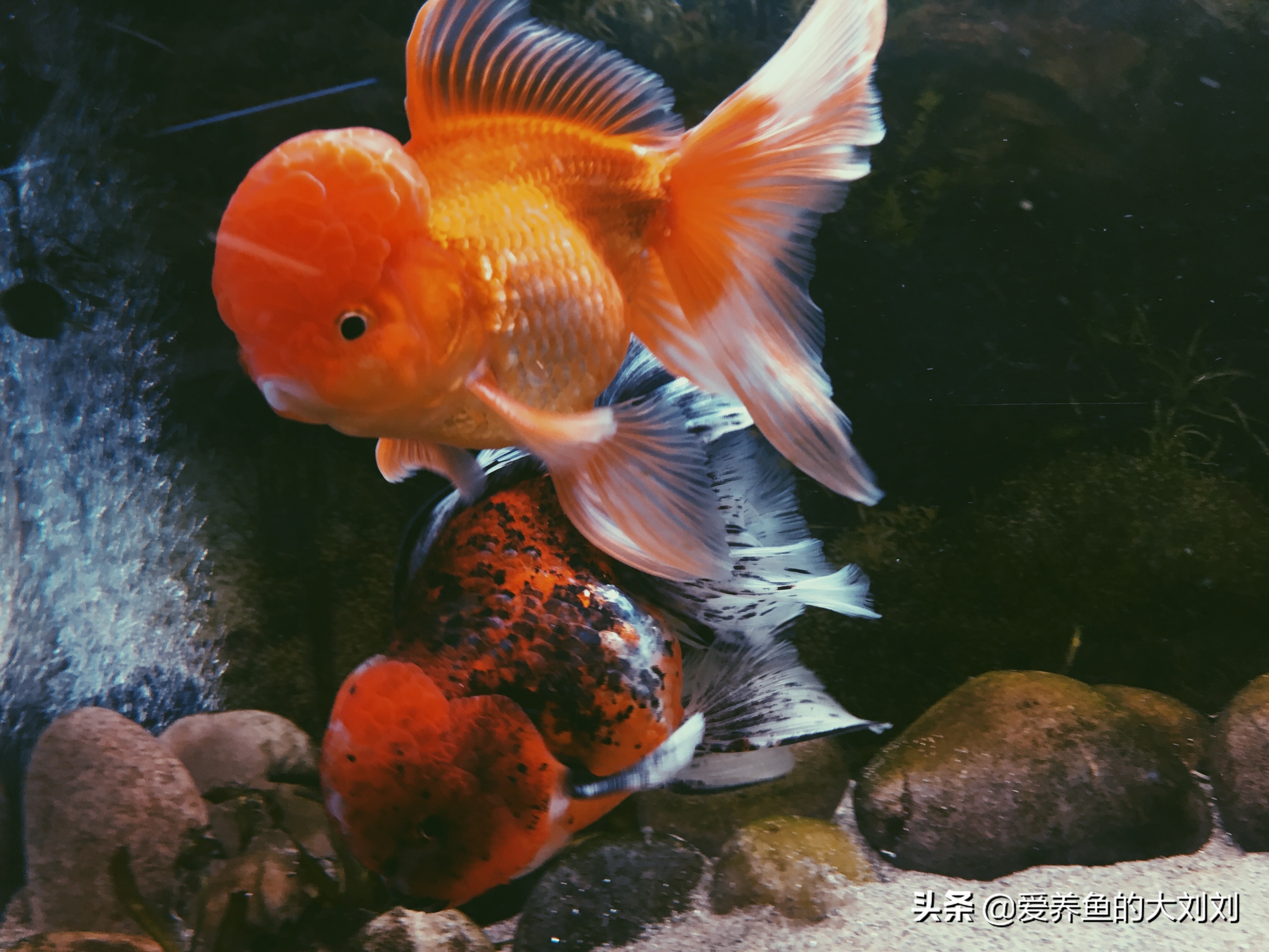 现在金鱼吃什么好养,金鱼用什么饲料养比较好