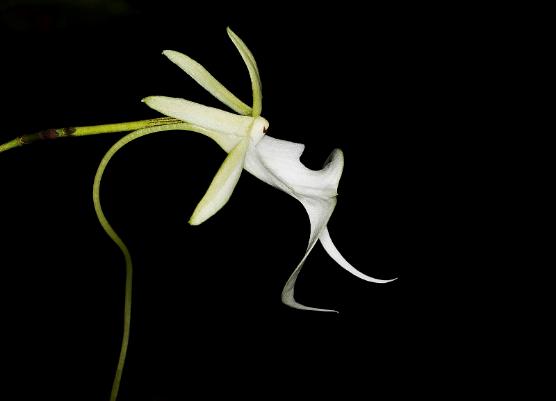 鬼兰花多少钱一盆,鬼兰花有什么品种