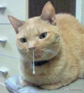 猫咪感觉鼻子不通气要不要吃药,猫咪鼻子有问题会出现什么症状