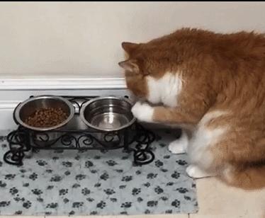 养猫这么多年你怎么连碗都摆不对 (养猫省钱妙招猫碗)