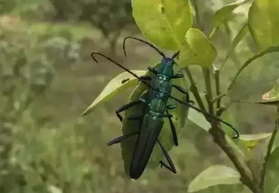 柑橘爆皮虫应该如何防治,柑橘爆皮虫的防治最佳时期