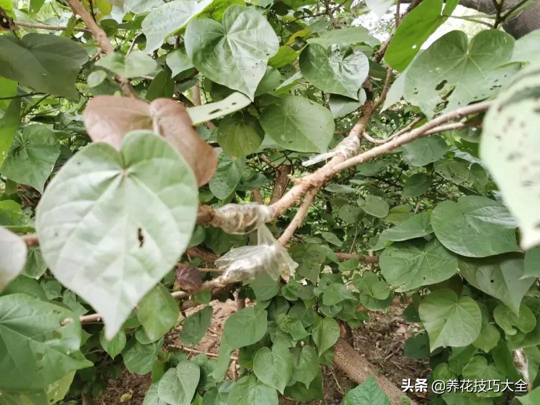 花卉繁殖有哪些常用方法,常见花卉的主要繁殖方法