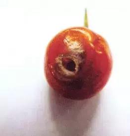 樱桃的常见病虫害及防治方法,樱桃常见虫害防治方案