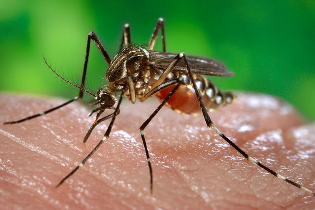 石墨烯可以防蚊子叮咬,蚊子叮咬黑科技