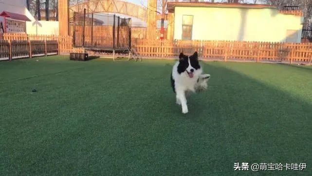 边牧如何训练跨栏,边牧为了吃肉放另外一只狗出来