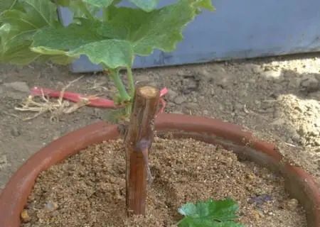 让葡萄爬满院子怎样栽培,第一年的葡萄如何爬满架