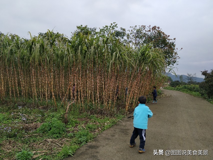 重庆江津中坝岛正宗甘蔗红糖,甘蔗中坝岛视频