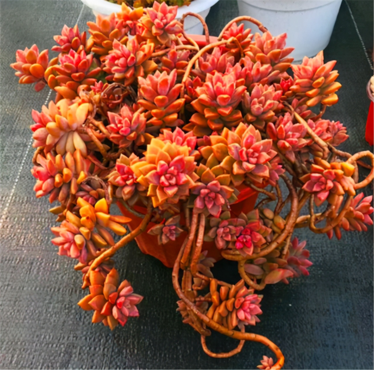 姬胧月快速爆盆,姬胧月徒长不好看