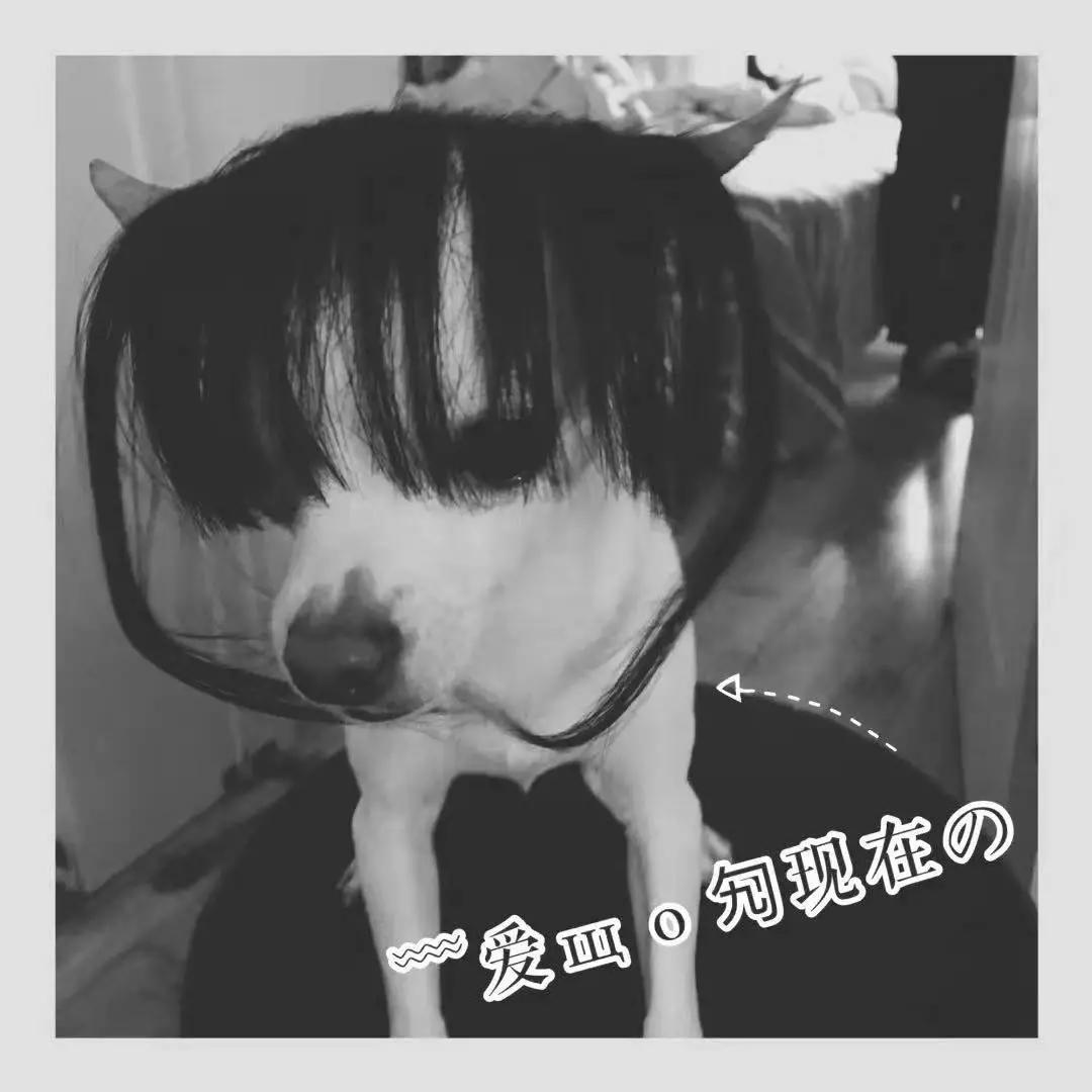 男生猛犬穿女装,男生细狗穿女装