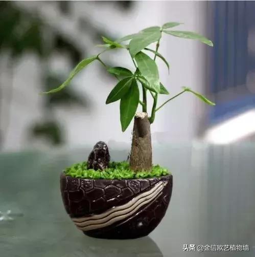 适合家里招财养的植物,家里能招财又好养的植物