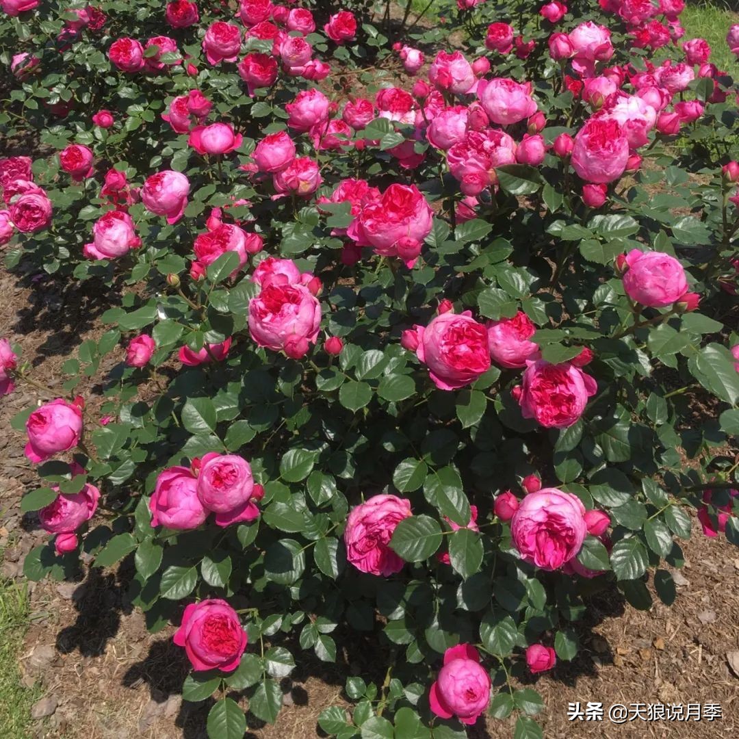 不容易，天狼自育终于打折了！空蒙只要50不到！