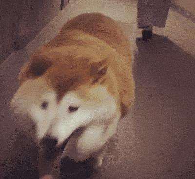 狗子吃肉影响寿命,狗子吃肉多会怎么样