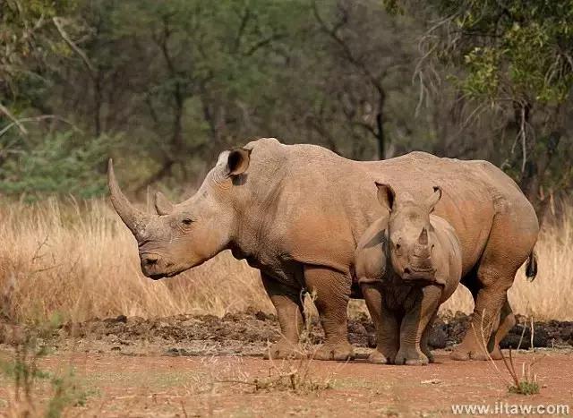 犀牛是否是牛科动物,动物大百科介绍之犀牛