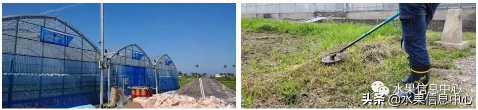 日本农业发达到什么程度？荔枝、香蕉、菠萝竟然用温室来种