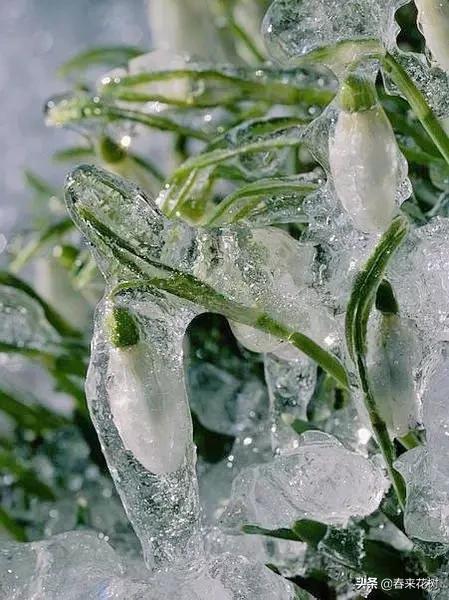 神奇的植物图片及介绍大全,十大最好的神奇植物