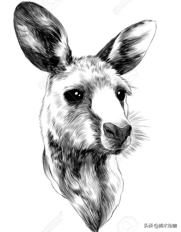 动物素描临摹装饰画,动物素描应该用哪些笔