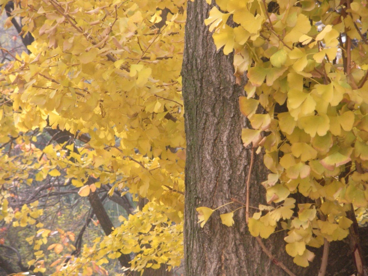 昆明市中心的花园,昆明最繁华的片区