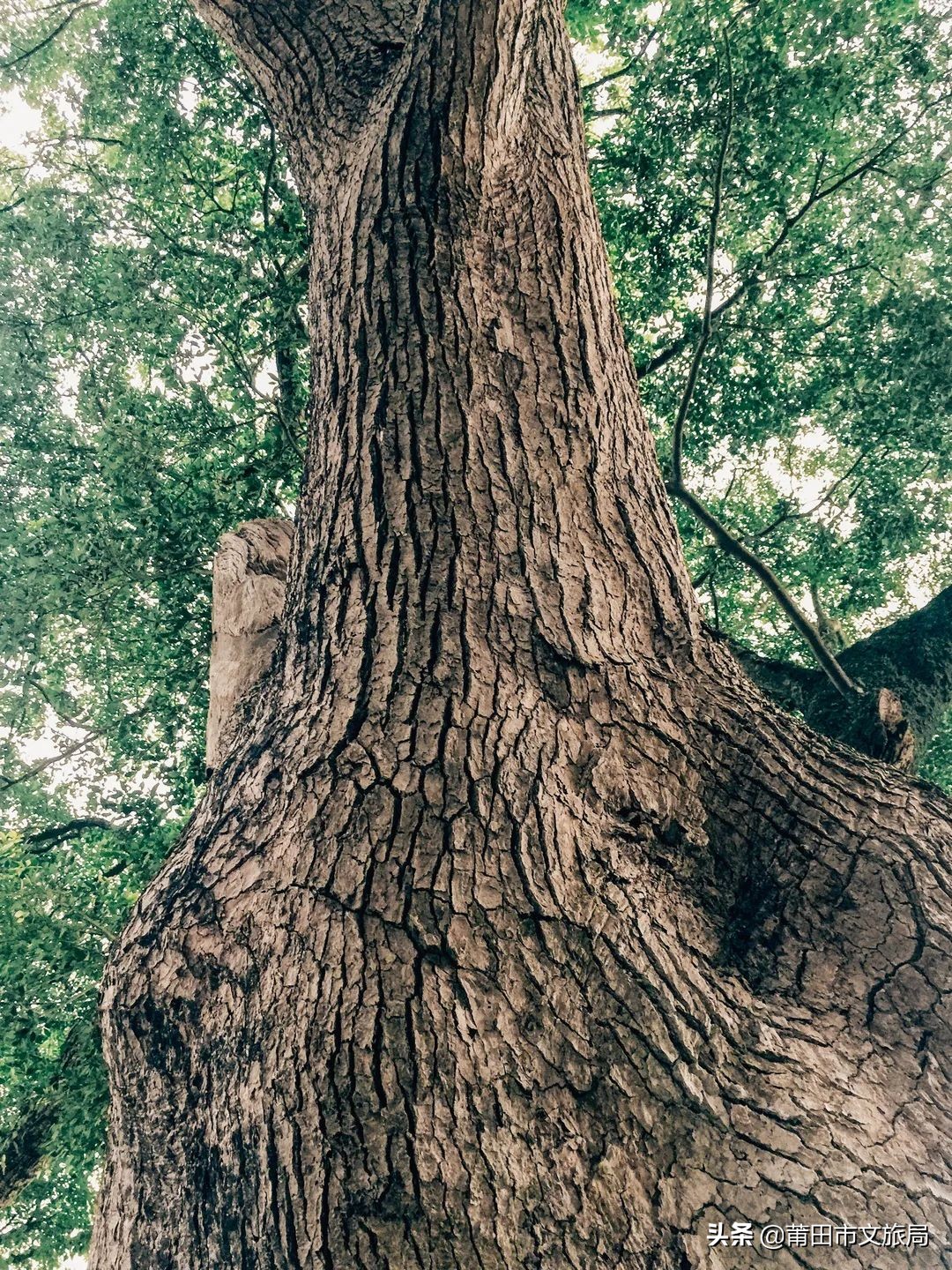 千年古樟树福建仙游,樟树千年古香樟
