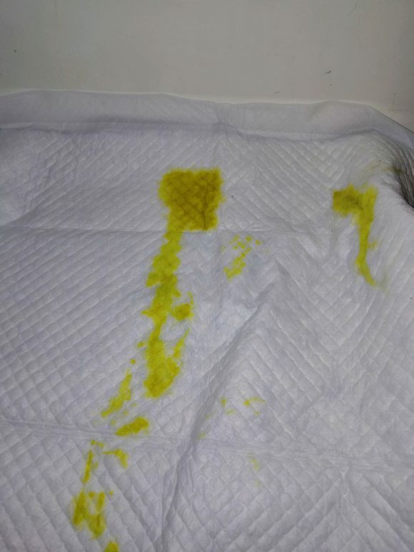 小金毛得了细小输液要几天,三个月的金毛得了细小的第三天