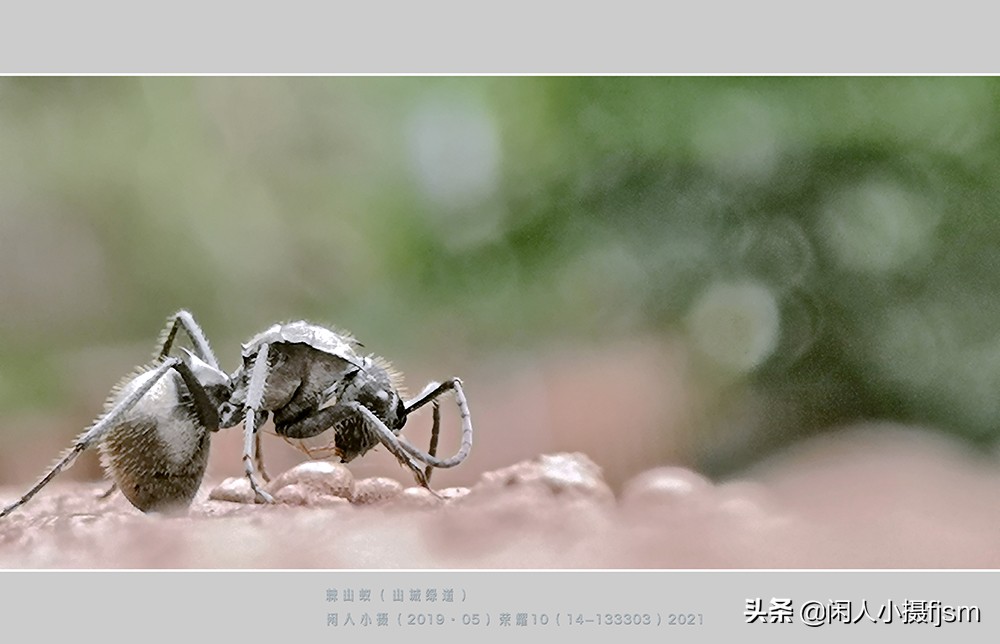 手机昆虫摄影：蚂蚁随处见，手机人人有，有想过用手机拍蚂蚁吗？
