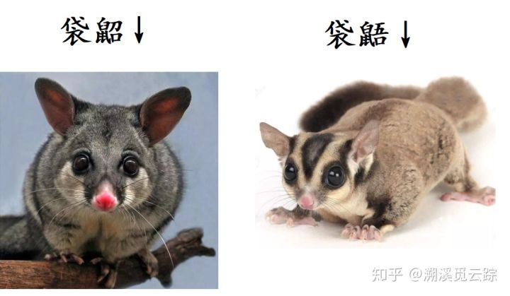 有哪些容易被认错的动物,容易被欺负的动物有哪些