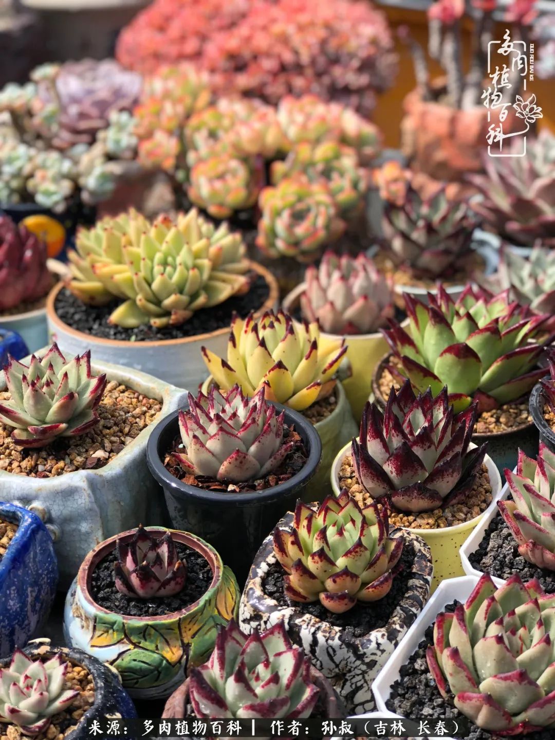 与多肉一起成长,与多肉相伴